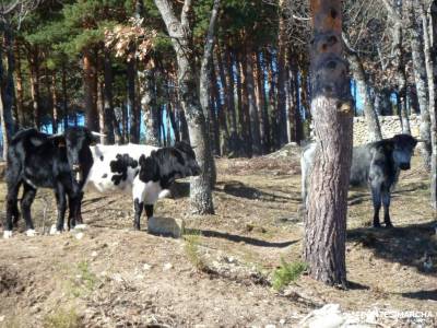 Peña Águila–Valle de la Fuenfría; viajes organizados para jovenes viajes de fin de año siete p